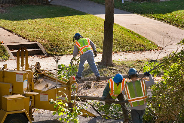 Large Tree Removal in Sunset, FL